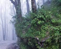 Image of Kilbury Bird Sanctuary Nainital