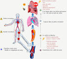 L embolie pulmonaire - m