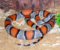 Image result for king snake