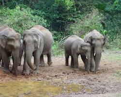 Image of Asian Elephant in Cardamom Mountains, Cambodia