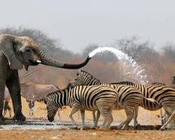Image of Photo safari in Africa
