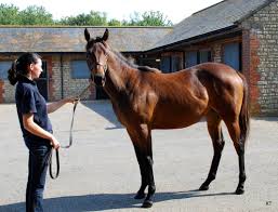 Ngựa Thuần Chủng – Wikipedia tiếng Việt