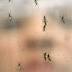 Halting the spread of Zika into the United States