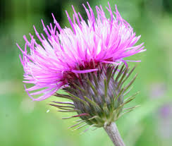 Risultati immagini per cardo fiorito