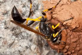Image result for black and yellow mud dauber