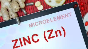 Image result for zinc foods images