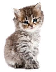 Hasil gambar untuk animal