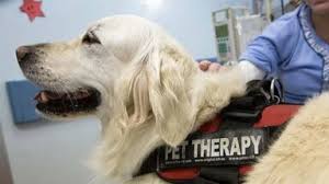 Chemioterapia insieme ai propri animali, l'Ulss 2: «Pronti sei mesi di sperimentazione»