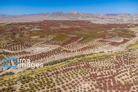 صدور ۹۹ مجوز بی‌نام سرمایه‌گذاری برای توسعه بخش کشاورزی در خراسان‌ جنوبی