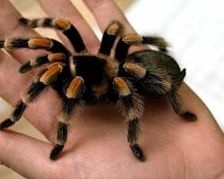 Image of Tarantula Spider