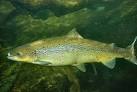 ADW: Salmo salar: INFORMATION