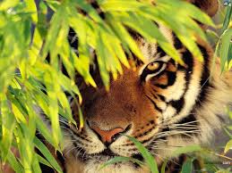Image result for tiger