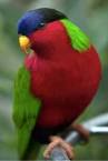 Virtual villagers 2 parrots singing <?=substr(md5('https://encrypted-tbn2.gstatic.com/images?q=tbn:ANd9GcT-vDxlDS2O2kHHltJFVo1VHUeebPgxUZPPMwlsoxdFhdYPW_tIZ7a2PkZd'), 0, 7); ?>