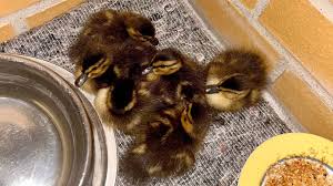 Enten-Waisen von Polizei gerettet