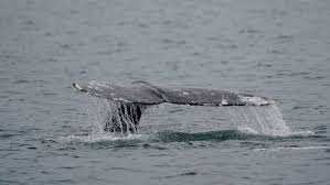 Experts warn 2026 could be one of the deadliest years on record for whales on the West Coast