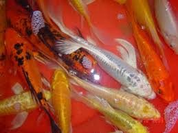 Chép nhật giá sỉ ̉̉150k/kg, ba đuôi 1.700đ/con ,phượng hoàng lam 6.000đ/con - 1