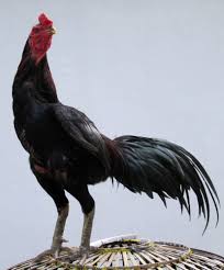 Hasil gambar untuk ayam jantan