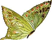 Image result for animated butterflies wallpaper