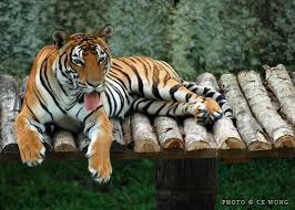 Résultats de recherche d'images pour « tigre »