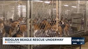 Animal Welfare Groups Rescue 1,500 Beagles from Ridglan Farms