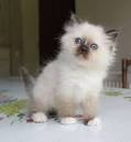 Adopter un chaton Wisteria Birmans