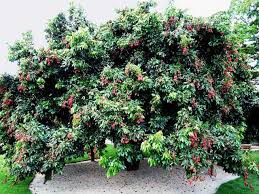 Image result for lychee trees