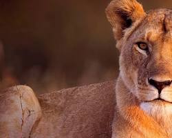 Image of Kenya safari