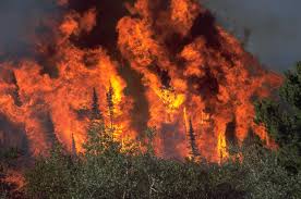 Image result for Images of Forest Fire