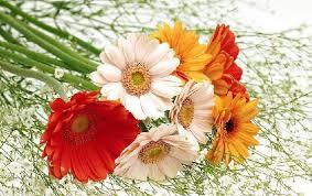 Image result for fresh flowers
