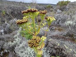 Image result for Afrosciadium eylesii