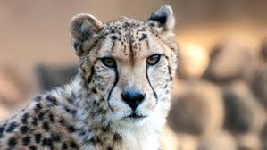 Columbus Zoo Mourns Loss of Beloved 10-Year-Old Cheetah Kvamme