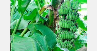 Hortidaily - News update
