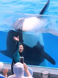 Dolphin Swimming: Fun Facts and Stunning Videos | TikTok