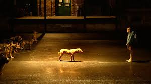 Résultat de recherche d'images pour "white god"