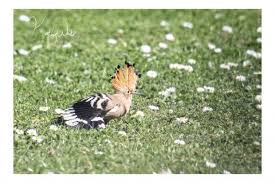 Rare Hoopoe Birds Spotted in Unprecedented Numbers Across Cornwall and Ireland