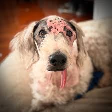 Fund Animal Dejando Huella | BUSCAMOS 20 PERSONAS QUE NOS APOYEN CON $15.000 Chonta sigue luchando contra una fibrosarcoma oral grado 3. Un cáncer agresivo que ya... | Instagram