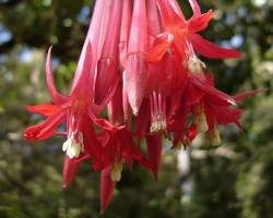 Image of Fuchsia boliviana plant