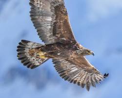 Hình ảnh về Golden Eagle bird