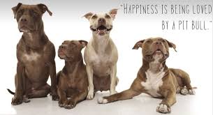 Happiness is being loved by a Pitbull&quot; #quotes #pitbulls | Pitbull ... via Relatably.com