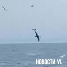 Новости Владивостока на VL.ru - News update