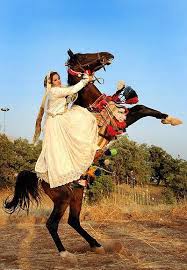 Image result for IRAN HORSES