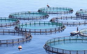 Image result for fish farming in china
