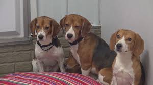 Rescued Beagles Find New Homes After Wisconsin Facility Closure