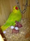 Pictures of 2 parrots talking back to your boss <?=substr(md5('https://encrypted-tbn2.gstatic.com/images?q=tbn:ANd9GcT0zFVv9q8IDFPiHDUS3AnoOsrZYk32qpKKPbQjTMmOfh8kFHxJSR7qHazw'), 0, 7); ?>