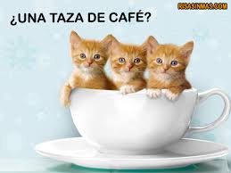 CAFETERÍA para todos - Página 22 Images?q=tbn:ANd9GcT18MEOfQAoL4gKPNF3V4Fck5PBU3iZQvd1taW7webiCALll-lm