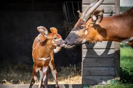 Bongo : ce qu'il faut savoir