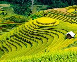 Зображення: В’єтнам рисові поля