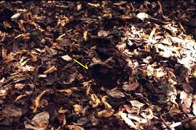 Image result for Soil litter