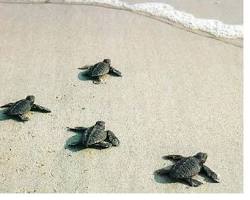 Immagine di Tartarughe marine Spiaggia dei Conigli