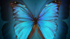 Image result for animated butterflies wallpaper